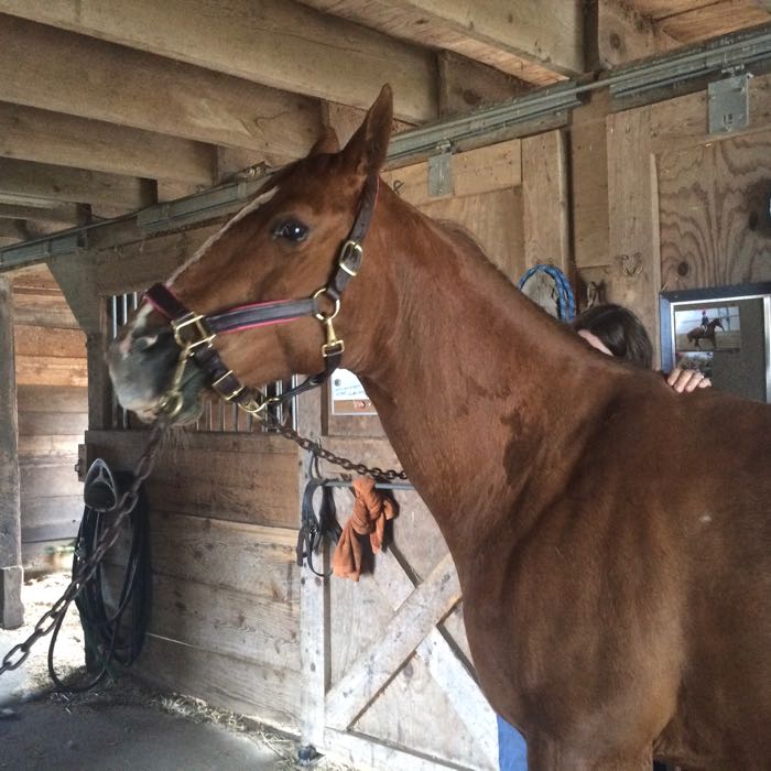 More On Retraining A Barn Sour Horse The Cooperative Horse