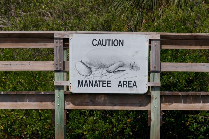 manatee eating plants