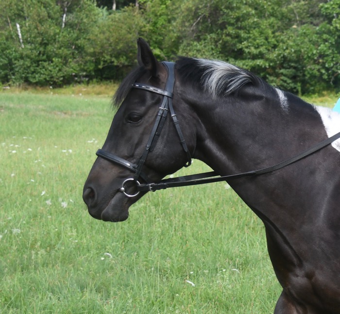 Presentation Halter - can be made as a lovely sidepull bridle.