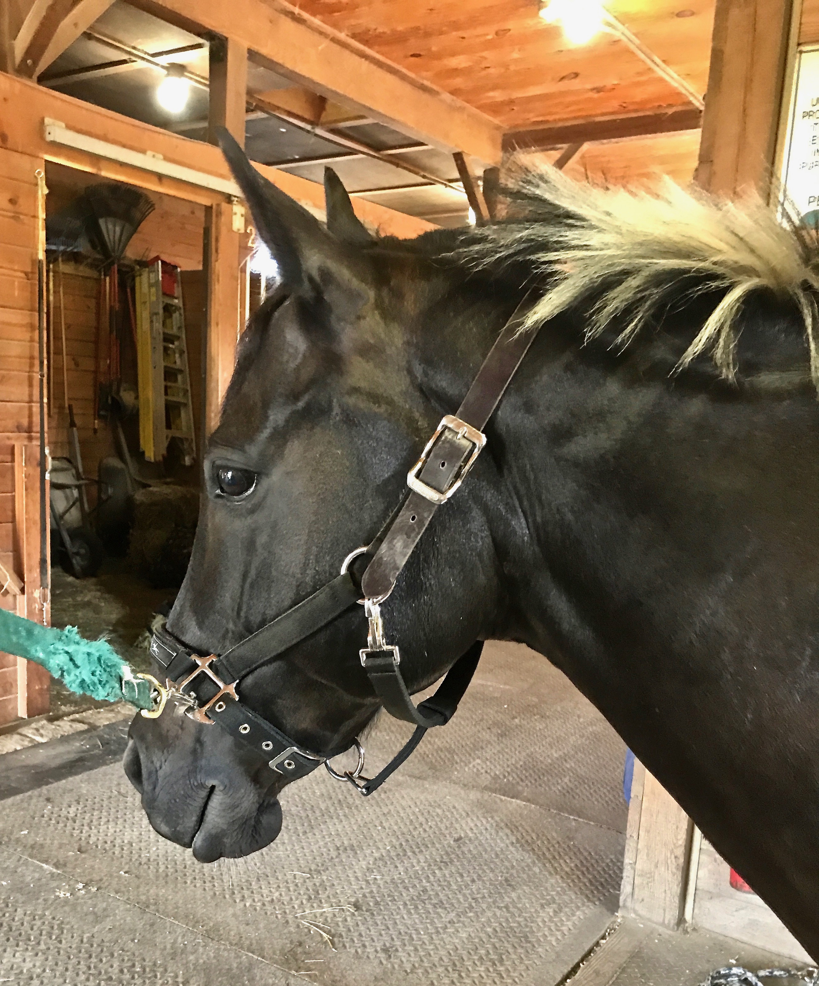 Keeping My Horse Mellow – Terry Golson