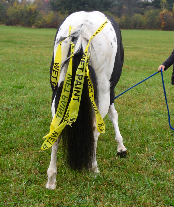 Halloween Horse Costume Terry Golson