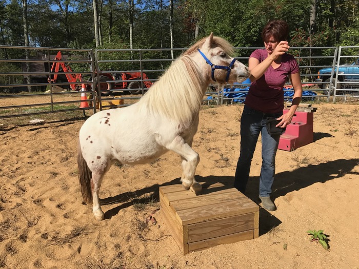 Clicker Training for Your Horse - Karen Pryor Clicker Training