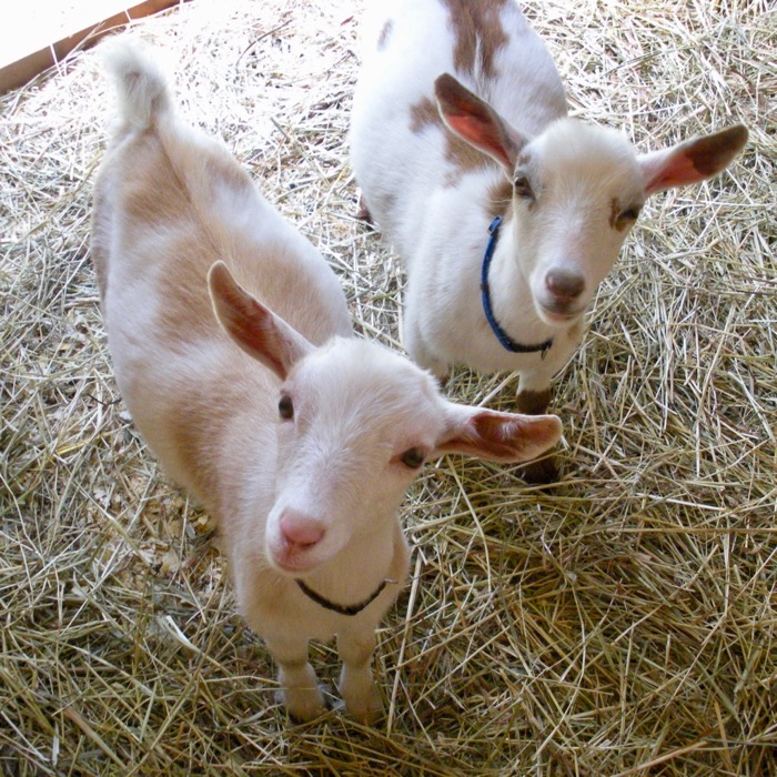 A New Life For Old Goats – Terry Golson