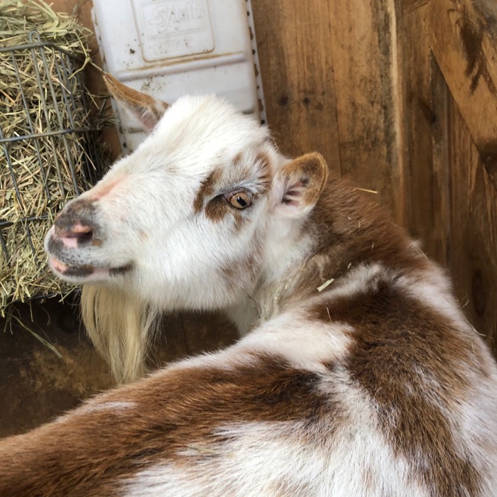 A New Life For Old Goats – Terry Golson