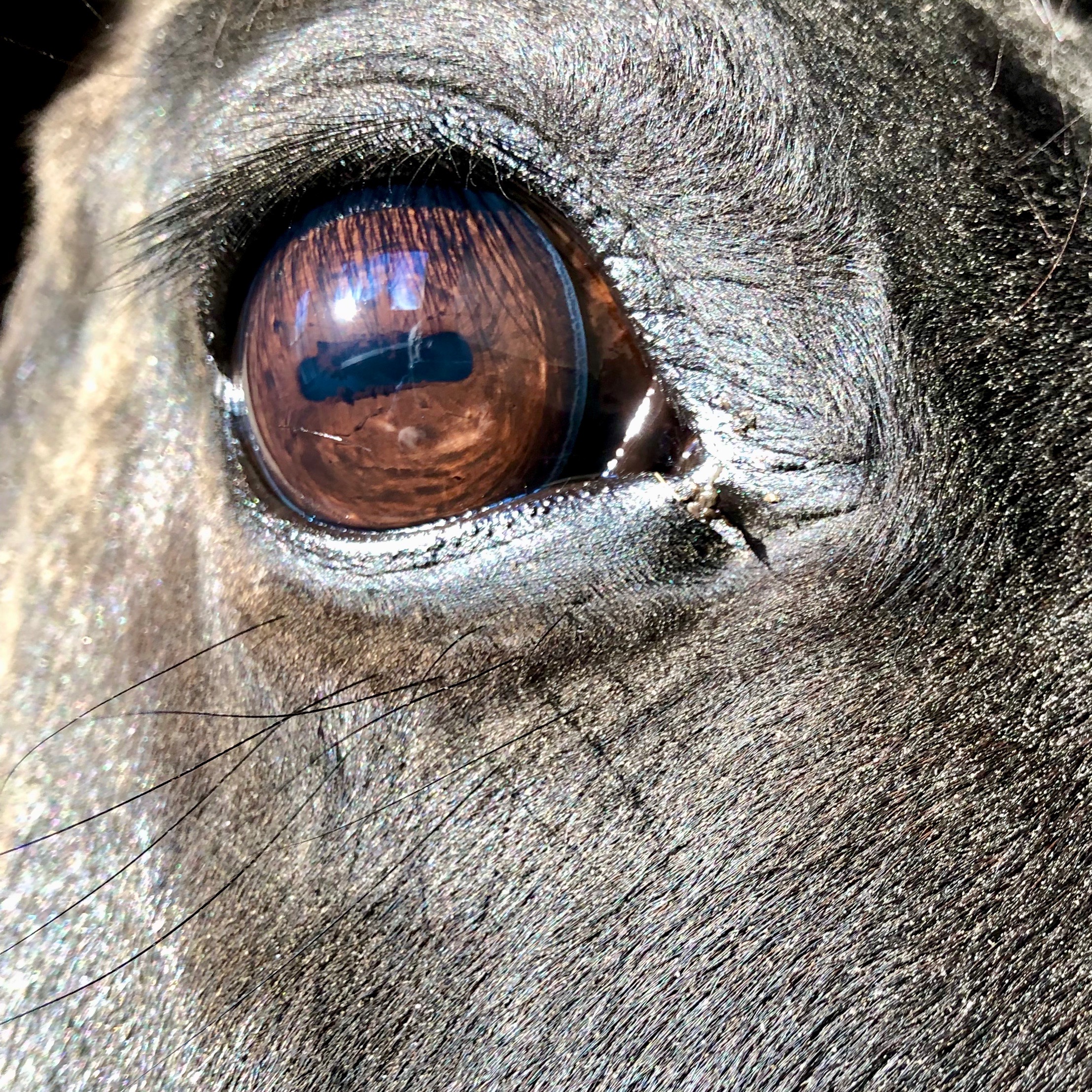 Horse Eyes