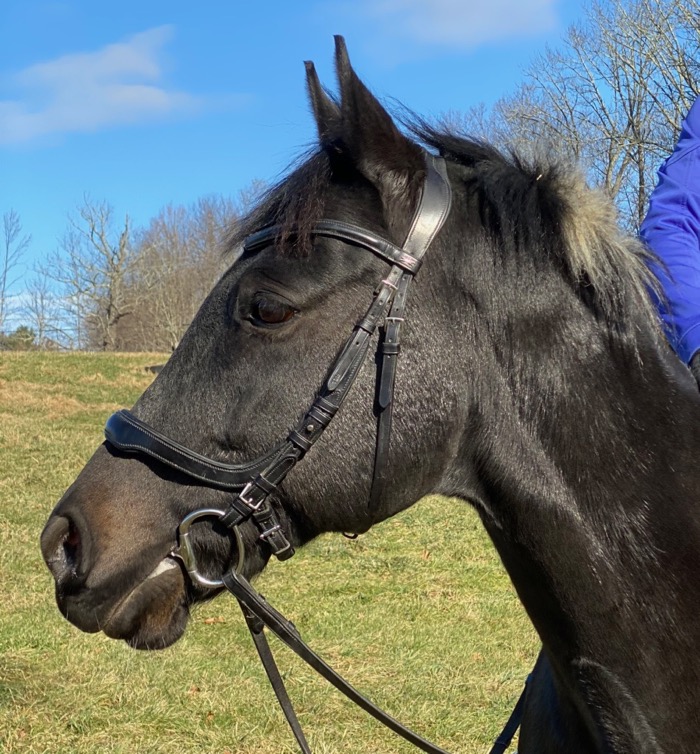 the-horse-dentist-visits-terry-golson