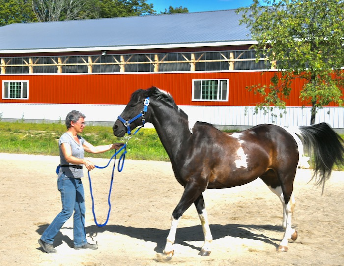 Why do horses swish or wring or use their tails? With and without