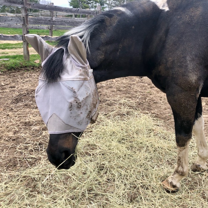 Do Horses React to Face Masks? Terry Golson