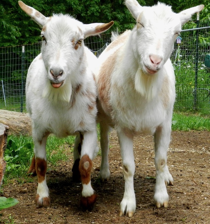 A New Life For Old Goats – Terry Golson