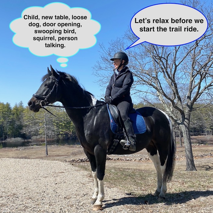 Your Horse Knows More – Terry Golson