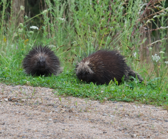 Ruckus' Run-in with a porcupine