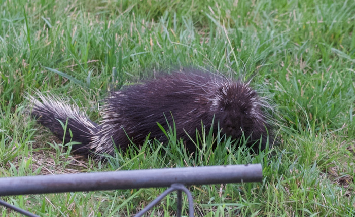 Ruckus' Run-in with a porcupine