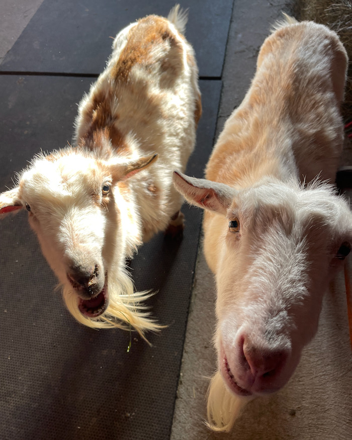 A New Life For Old Goats – Terry Golson